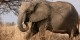 Tanzanie - 2010-09 - 361 - Tarangire - Elephant